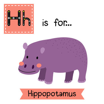 H letter tracing. Standing Hippopotamus. Cute children zoo alphabet flash card. Funny cartoon animal. Kids abc education. Learning English vocabulary. Vector illustration.