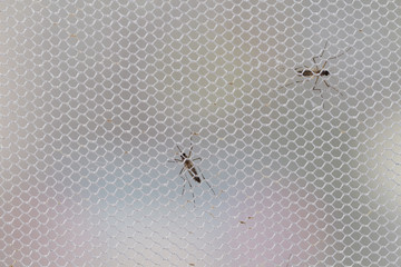 Aedes aegypti Mosquito. Close up a Mosquito want human blood,Mosquito Vector-borne diseases,Chikungunya.Dengue fever.Rift Valley fever.Yellow fever.Zika virus.Mosquito on white net