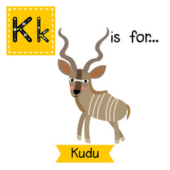 K letter tracing. Kudu. Cute children zoo alphabet flash card. Funny cartoon animal. Kids abc education. Learning English vocabulary. Vector illustration.