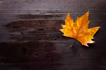 Naklejka na ściany i meble Dead leaves on wooden bench