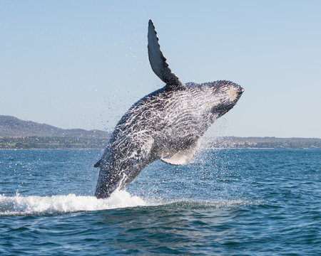 Whale breaching 3