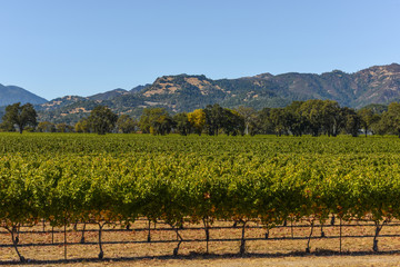 Napa Valley California Vineyard