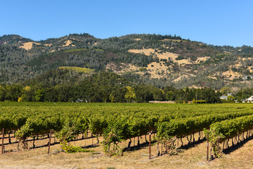 Fototapeta na wymiar Napa Valley California Vineyard