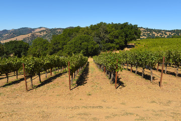 Fototapeta na wymiar Napa Valley California Vineyard