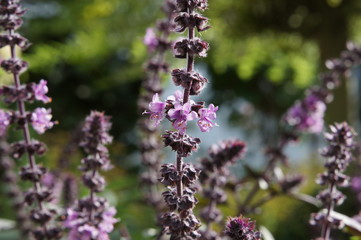 roter Basilicum, Ocimum basilicum,