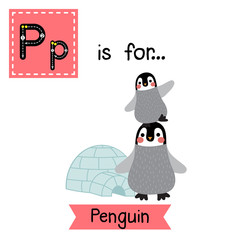 P letter tracing. Funny Penguin and igloo. Cute children zoo alphabet flash card. Funny cartoon animal. Kids abc education. Learning English vocabulary. Vector illustration.
