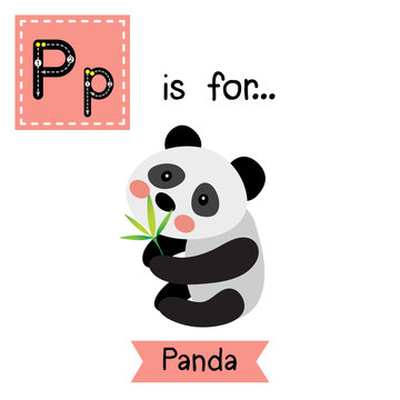 P letter tracing. Panda bear with bamboo leaves. Cute children zoo alphabet flash card. Funny cartoon animal. Kids abc education. Learning English vocabulary. Vector illustration.