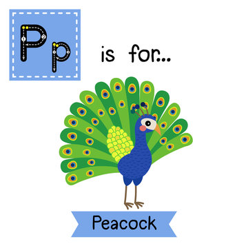 P letter tracing. Peacock. Cute children zoo alphabet flash card. Funny cartoon animal. Kids abc education. Learning English vocabulary. Vector illustration.