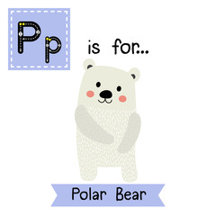 P letter tracing. Polar Bear standing on two legs. Cute children zoo alphabet flash card. Funny cartoon animal. Kids abc education. Learning English vocabulary. Vector illustration.