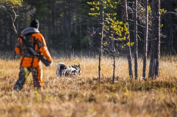 Papier Peint photo Chasser Moosehound suédois pendant la saison de chasse d& 39 automne