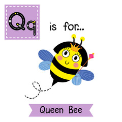 Q letter tracing. Cute Queen Bee holding scepter. Cute children zoo alphabet flash card. Funny cartoon animal. Kids abc education. Learning English vocabulary. Vector illustration.