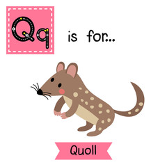 Q letter tracing. Standing Quoll. Cute children zoo alphabet flash card. Funny cartoon animal. Kids abc education. Learning English vocabulary. Vector illustration.