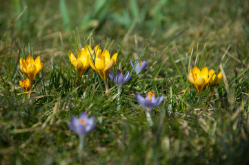 Blumenwiese