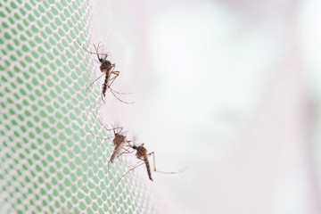 Aedes aegypti Mosquito. Close up a Mosquito want human blood,Mosquito Vector-borne...