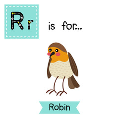 R letter tracing. Standing Robin bird. Cute children zoo alphabet flash card. Funny cartoon animal. Kids abc education. Learning English vocabulary. Vector illustration.