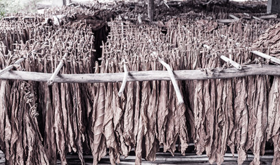 Classical way of drying tobacco in barn processed in brown tone