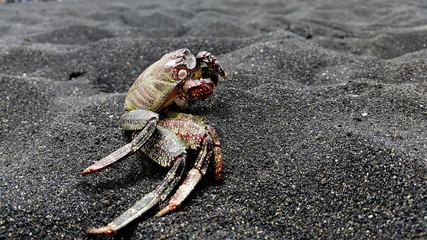 CRAB SKELETON IN A SAND
Tenerife