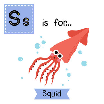 S letter tracing. Squid. Cute children zoo alphabet flash card. Funny cartoon animal. Kids abc education. Learning English vocabulary. Vector illustration.