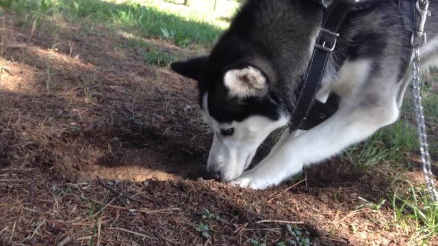 Video of a Siberian husky digging a hole in the park