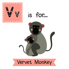V letter tracing. Vervet Monkey mother and child. Cute children zoo alphabet flash card. Funny cartoon animal. Kids abc education. Learning English vocabulary. Vector illustration.