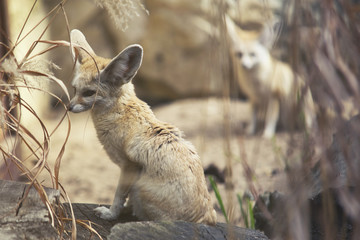 Naklejka premium close up on Fennec Fox (Vulpes zerda)