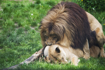 A pair of mating lions on the grass