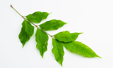 Isolated Sesbania leaves