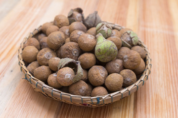Castanopsis piriformis Hickel & A. Camus, Thai herb