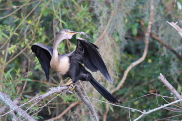 Anhinga