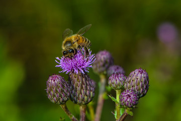 Eine Biene auf Wollköpfiger Kratzdistel