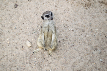 Surykatka - mieszkaniec pustyni  © Senatorek