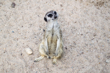 Surykatka - mieszkaniec pustyni  © Senatorek