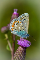 Geisskleebläuling auf Wollköpfiger Kratzdistel