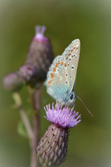 Geisskleebläuling auf Wollköpfiger Kratzdistel
