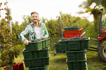 Grape harvest