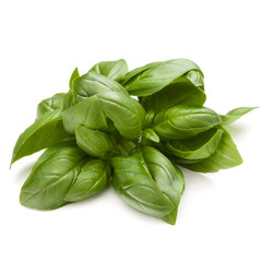 Fototapeta premium Sweet basil herb leaves bunch isolated on white background