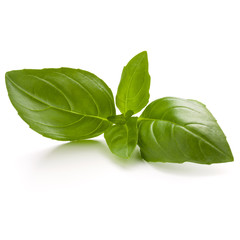 Sweet basil herb leaves isolated on white background closeup