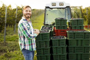 Grape harvest