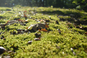 Forest, Nature, Wood,Suma, Drvo,Priroda, Lisce