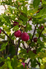 Framboises