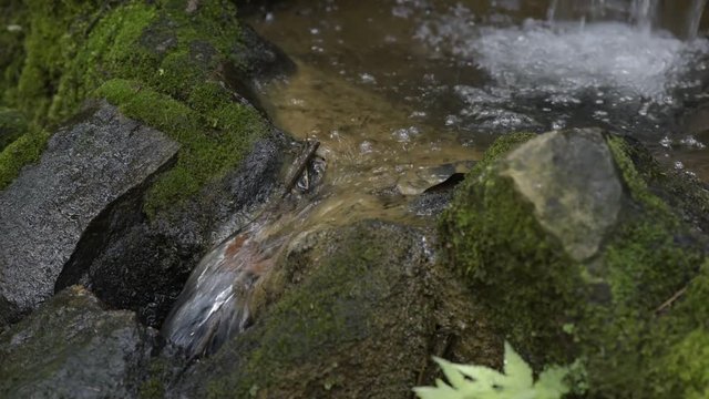 SAO PAULO, SP, BRAZIL - FEBRUARY 6, 2016 - Natural pure water from the forest that feed the cities reservoirs