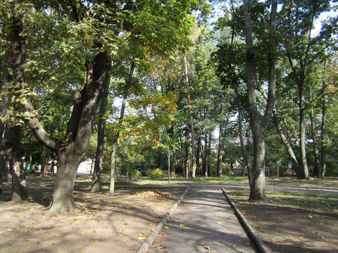 Autumn trees in the alleys of the city park.