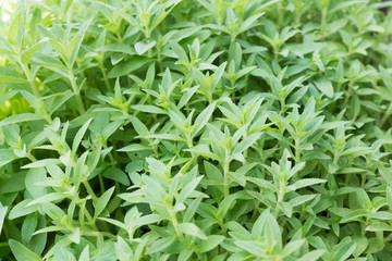 Herb plant ,Limnophila aromatica (Lam.) Merr., Limnophila geoffr
