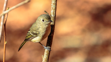 Hutton's Vireo