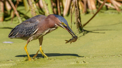 Green Heron