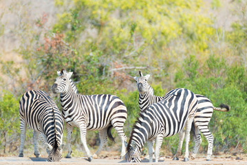 Obraz na płótnie Canvas Herd of Zebras drinking from waterhole in the bush. Wildlife Safari in the Kruger National Park, major travel destination in South Africa.