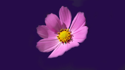 Beautiful fresh pink flower