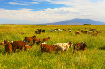 Herd of goats