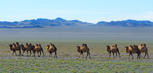 Camels