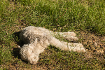 Naklejka premium closeup of dead newborn lamb lying on grass